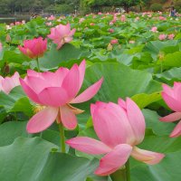 淡い紅色の大輪を咲かせるオオガハス