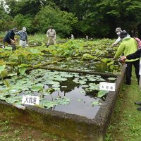 【千葉県民の日特集】　東大旧緑地植物実験所で観蓮会　ハス１００種、通年で管理　大賀ハスのふるさとの会