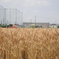 一面黄金色の小麦畑で刈り取りが始まった＝１０日正午ごろ、野田市
