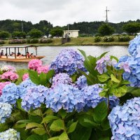 あじさい祭り１万本見頃　３年ぶりステージや出店　多古