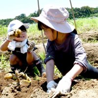  ジャガイモあったよ！　家族ら１８０人収穫体験　多古