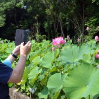 来園者は鮮やかに咲くハスを写真に収めていた＝２日、千葉市花見川区