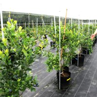 「さわやかブルーベリーファーム市原」をオープンした根本代表＝市原市
