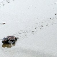 屋形海岸で太平洋に向かうアカウミガメの子ども