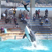 １１月は家族で鴨川シーワールドへ　「家族月間」特別割引や海の動物の子育てレクチャー　チーバくん撮影会も