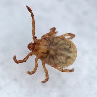 マダニに刺され市原の男性死亡　日本紅斑熱感染で　千葉県内死者は２例目