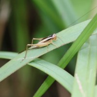 【速報】絶滅危惧種カヤコオロギ発見　故・八千草薫さんが種まきした場所　「命日前に呼んでくれたかな…」　千葉・長南町