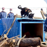 要救助者を捜す訓練を行う災害救助犬