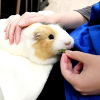 モルモットを２０分間独占！　成田ゆめ牧場「ぷいぷいルーム」誕生　膝乗せ、餌やり…　店長は巨大ウサギ