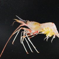 県立中央博物館の駒井動物学研究科長らが発見したピリカイバラモエビ（ふくしま海洋科学館提供）
