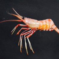 新種のエビ３種発見　千葉県立中央博物館・駒井氏ら　北海道・知床羅臼沖　ふくしま海洋科学館と共同研究
