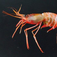 県立中央博物館の駒井動物学研究科長らが発見したアカマダライバラモエビ（ふくしま海洋科学館提供）

