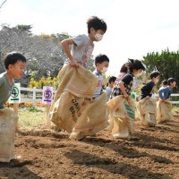 泥だらけでレース！！　成田ゆめ牧場　サツマイモ争奪大会