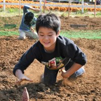 泥だらけになりながらサツマイモを獲得する子ども
