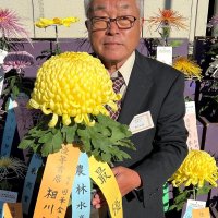 大輪まぶしく輝く　市原で県菊花大会　相川さん大臣賞５連覇