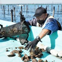 干潟利用しカキ養殖　新たな江戸前ブランドへ　肉厚な身、濃厚なうま味特徴　木更津「月夜牡蠣」