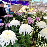 鮮やか大輪ずらり１２０点　長澤さんに知事賞　２３日まで市原市菊花展