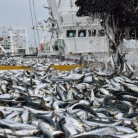 銚子漁港、１２年連続の水揚げ日本一確実　イワシ好調もサンマはゼロ