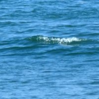 釣り船と衝突した船舶北上、千葉海保が行方追う　釣り船の男性転倒し軽傷　アクアライン海ほたる付近