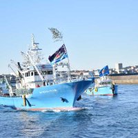 大漁旗なびかせ海へ　年始恒例の漕出式、安全と豊漁願う　銚子