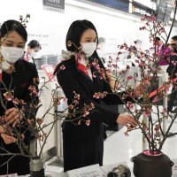 一足早い春の便り　成田空港　鮮やか琉球寒緋桜