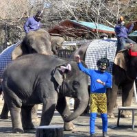 「きつねダンス」を踊り、長い鼻や手招きで福を呼び込むゾウと鬼たち