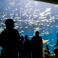 鴨川シーワールド、貸し切りで探検　春休み特別プログラム　水族館の裏側や動物の寝姿を見学