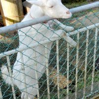 【子ども新聞　週刊ちばにち家】　ポニョ、ママになるよ！　佐倉　斜面に居着いたヤギ　（２０２３年２月２日号）