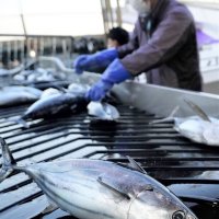 カツオ初水揚げ、春の訪れ告げる　全国屈指の千葉・勝浦漁港