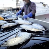 勝浦漁港に水揚げされた初ガツオ＝１日朝、勝浦市