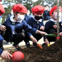 「大きくなあれ！」　園児たち桜の苗木植樹　富里・末廣農場