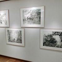 木内あかりの植物を描いた銅版画