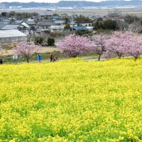 黄色いじゅうたんのように広がる菜の花畑とピンク色の河津桜