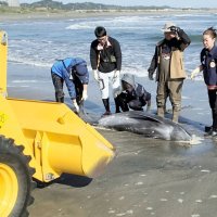 【速報】イルカ１１頭また漂着　いすみから一宮の海岸　７頭死ぬ