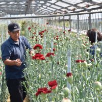 カーネーションの出荷に向け、ハウスで作業を進める鈴木さん（左）＝２日、南房総市