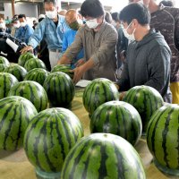 甘くてみずみずしい　富里スイカ、食卓へ　「例年以上のでき」