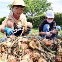 “ふるさとの味”次々と　白子　児童、特産タマネギ収穫