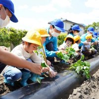 サツマイモ苗植え「できた」　小１と高３笑顔で交流　いすみ