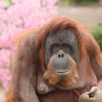 スマトラオランウータン「スーミー」死ぬ　３頭のママ、推定３５歳　市川市動植物園