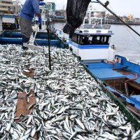「入梅いわし」水揚げ　銚子、脂乗り特においしい時季　飲食店に千葉県内外から多くの人