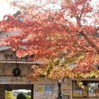 列車“チョイ乗り”楽しんで　小湊鉄道　養老渓谷駅の駐車場無料