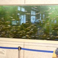 イワシ３千匹は「過密」　「いわし資料館」目玉展示の周遊水槽　動物愛護団体が批判、廃止求める　九十九里