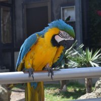 カピバラ、インコ餌付けなど体験　アロハガーデンたてやま