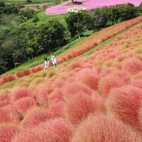 日に日に赤く色づく斜面のコキア。奥のペチュニアのピンク色との対比も鮮やか＝１３日、富津市