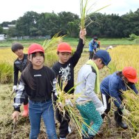 やった！お米取れたよ　船橋・高根小児童が稲刈り