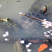 交尾するミシシッピアカミミガメ　カメ目ヌマガメ科　甲長雄２０センチ、雌２８センチ。原産地は北米ミシシッピー川下流域。日本への輸入が１９５０年代にはじまり、野外では６０年代後半にみつかるようになった＝２０１９年４月１６日、木更津市（筆者撮影）
