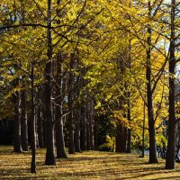 黄色く色づいたイチョウ並木＝２０日、八千代市の村上緑地公園