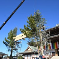 名物飾り清らか大本堂　成田山新勝寺　初詣客出迎えへ門松も