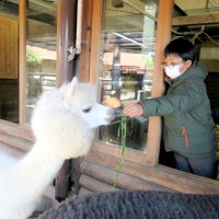 ふわふわアルパカに餌やり　児童、飼育員の仕事体験　市川市動植物園