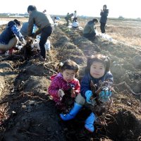サトイモ取り放題　家族連れニッコリ　出荷未定の畑、１００人収穫体験　松戸・矢切